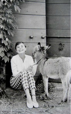 Audrey Hepburn spring/ style cropped trousers/ capri pants, white shirt and flats at home - shop the look