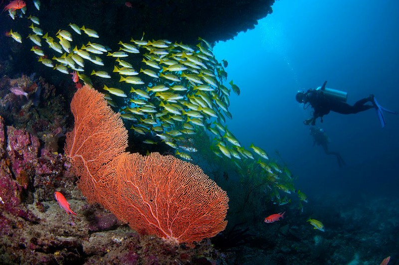 Diving in the Maldives