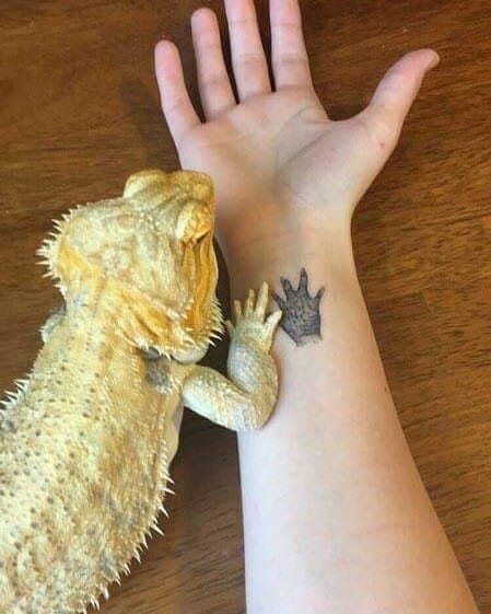 4 x Angry Bearded Dragon Temporary Tattoos TO00032923