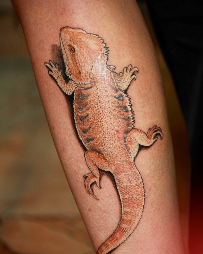 Alans Tattoo Studio on Twitter Before and after of a bearded dragon that  Laci reworked from another tattooist httptco6brovuBDLj  Twitter