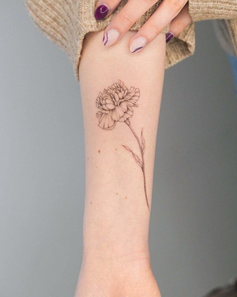 Pencil sketch carnation drawing tattoo design Vector Image