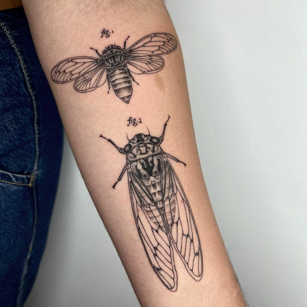 Scientific Illustration Cicada Tattoo